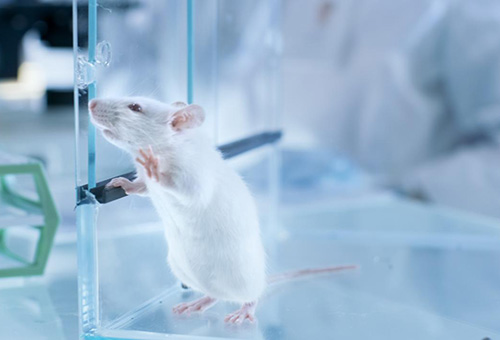 告別惡臭，守護呼吸健康，全面凈化動物實驗室空氣環(huán)境